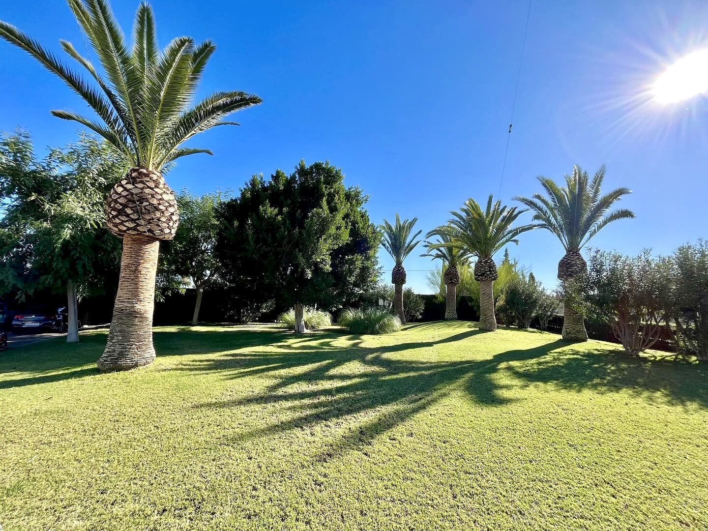 Césped y palmeras en un jardín mantenido por Cantonet