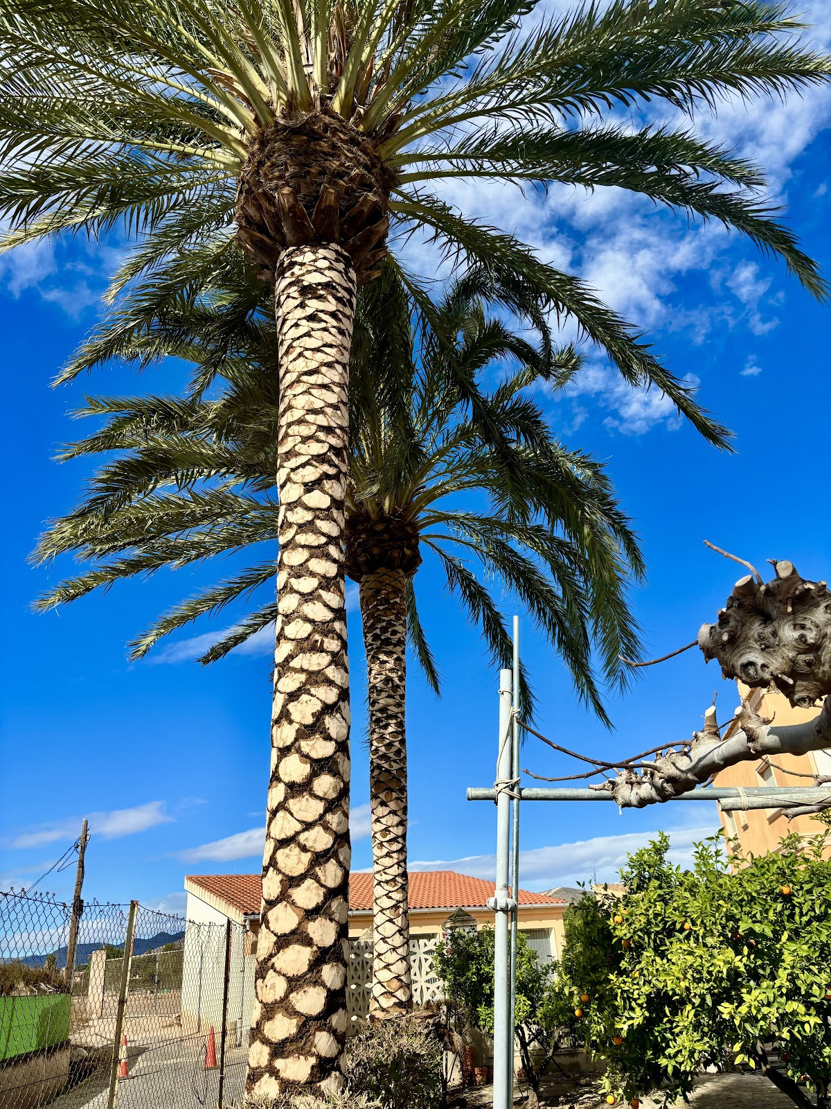 Detalle del tronco y la copa de una palmera trabajada por Cantonet