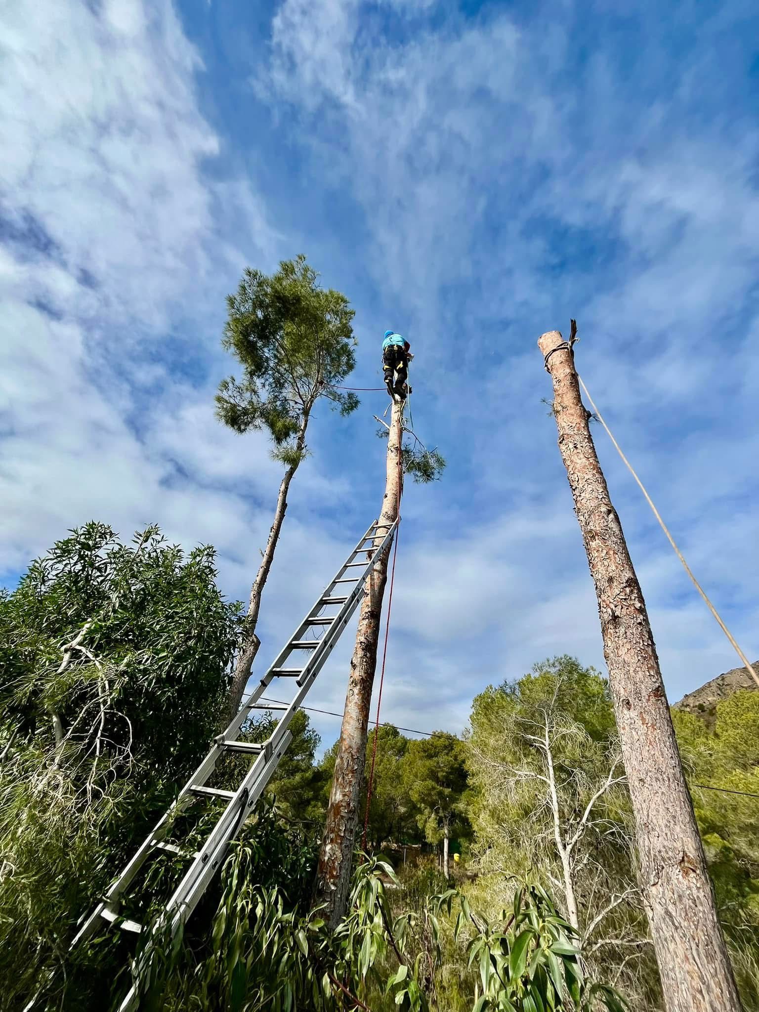 Profesional de Cantonet realizando un trabajo de poda en altura